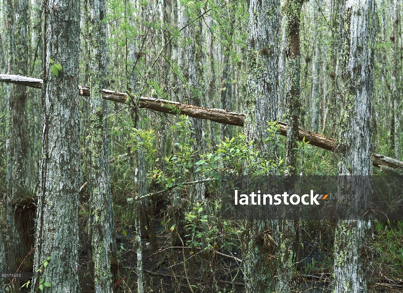 Ciprés calvo (Taxodium distichum) grove en Corkscrew Swamp Sanctuary, Florida