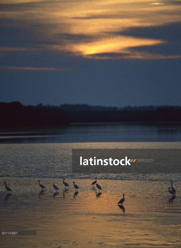 Garceta grande (Casmerodius albus) de la multitud en la playa al atardecer, J N Ding Darling Nationa