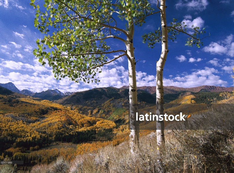 Quaking Aspen (Populus tremuloides) árboles en colores de otoño en las montañas de Elk, sendero de C