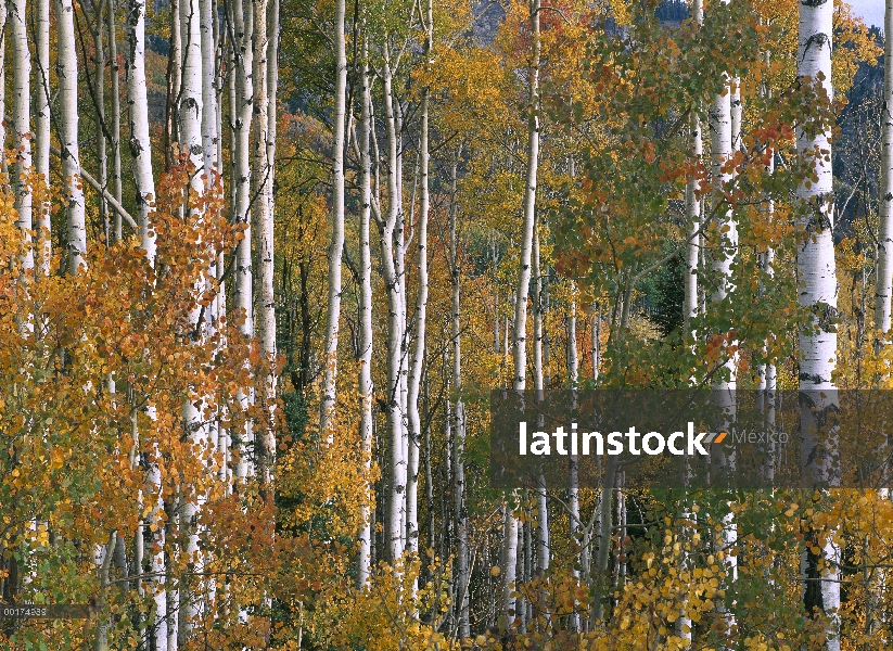 Quaking Aspen (Populus tremuloides) árboles en colores de otoño, Lago perdido, bosque del nacional d