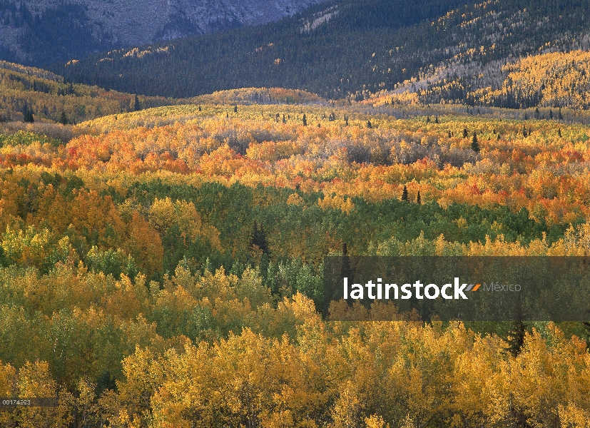 Quaking Aspen (Populus tremuloides) árboles en otoño colores, bosque del nacional de Gunnison, Color