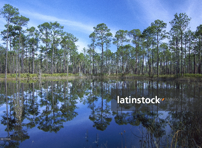 Bosque de pinos en la charca de la reflexión, Ochlocknee River State Park, Florida