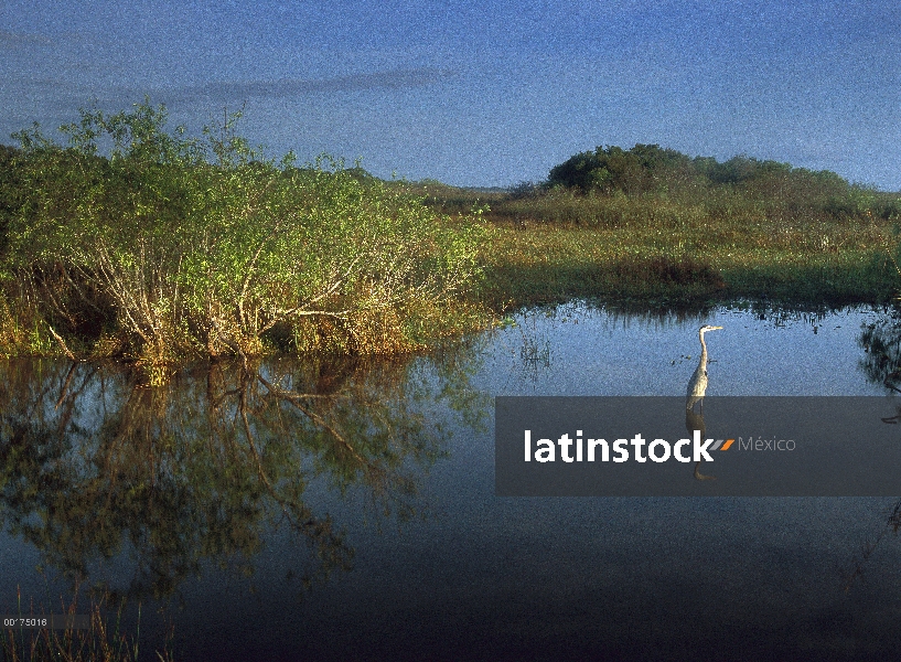 Garza de gran azul (Ardea herodias) vadeando en Taylor Slough, Parque Nacional Everglades, Florida