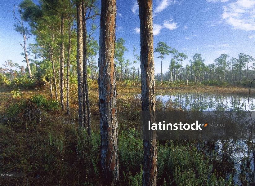 Estanque cerca del río Loxahatchee, Jonathan Dickinson State Park, Florida