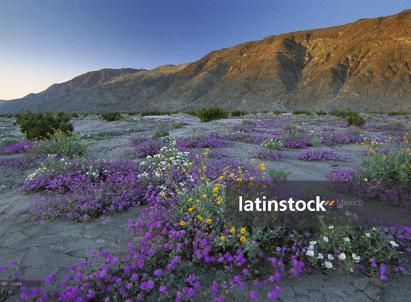 Arena Verbena (Abronia sp) y girasoles (Geraea canescens), de desierto Anza-Borrego Desert State Par