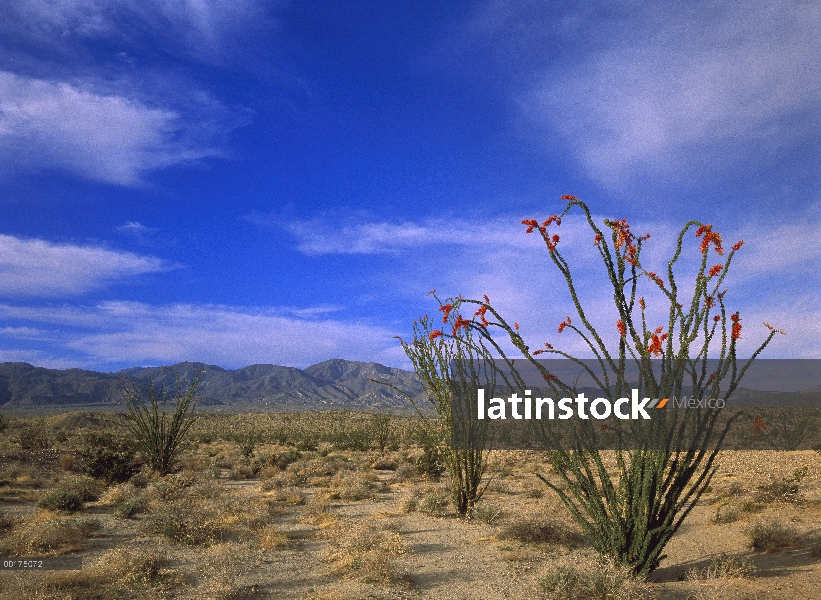 Ocotillo (Fouquieria splendens) y las montañas de Vallecito, Anza-Borrego Desert State Park, Califor