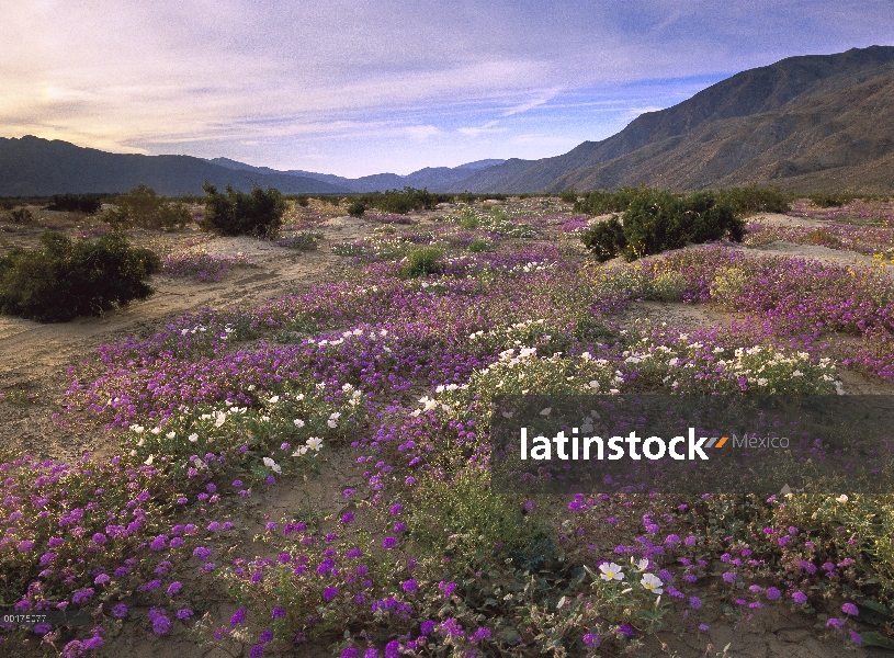 Arena Verbena (Abronia sp) y primavera floreciente, Anza-Borrego Desert State Park, California