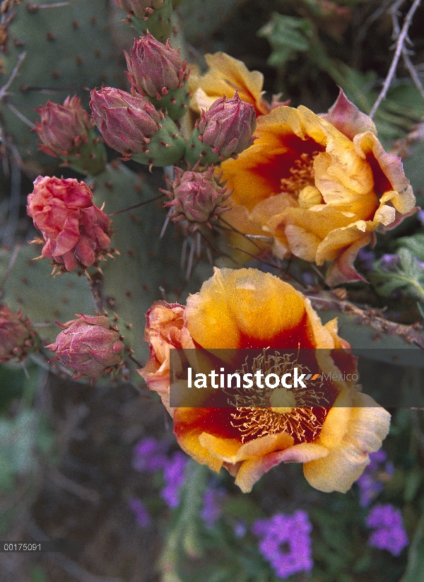 Opuntia (Opuntia sp) en la floración, América del norte