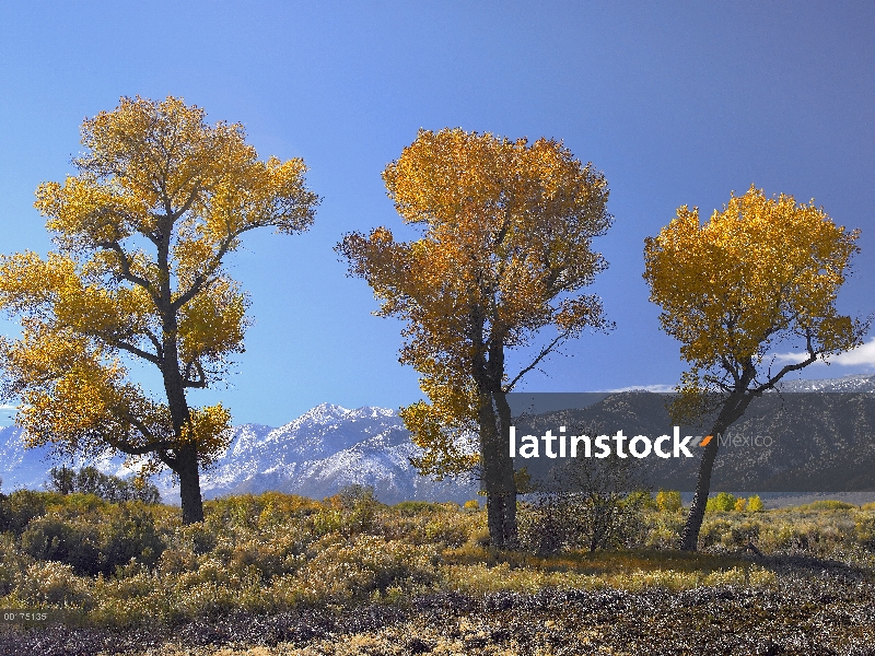 Árboles de álamo (Populus sp), follaje de otoño, Valle de Carson, Nevada