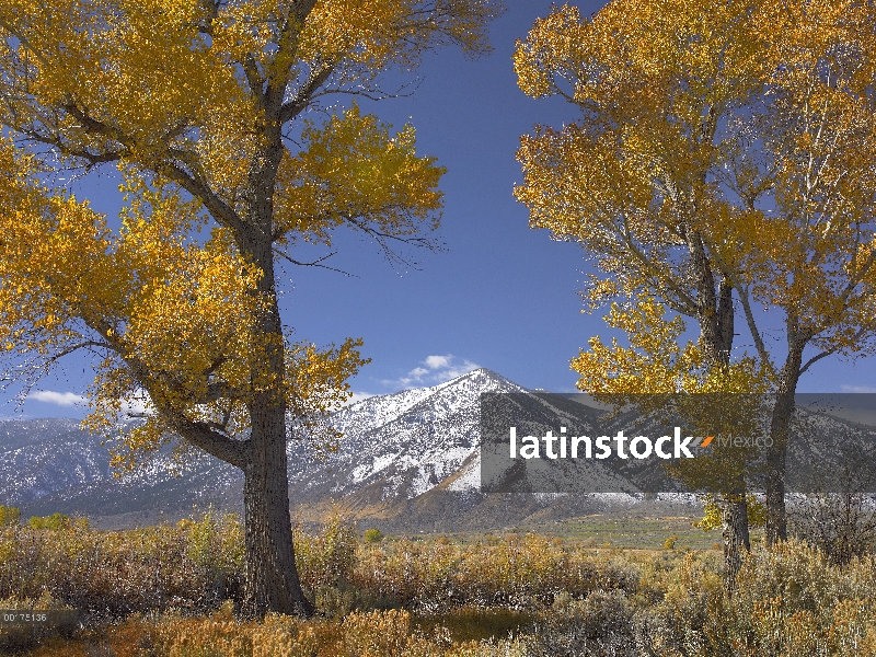 Árboles de álamo (Populus sp), follaje de otoño, Valle de Carson, Nevada