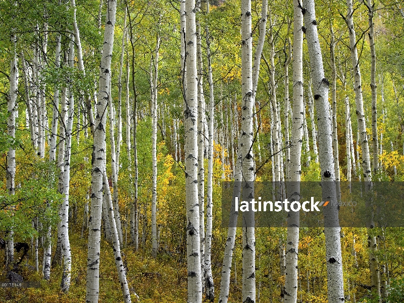 Quaking Aspen (Populus tremuloides) árboles en otoño, Colorado