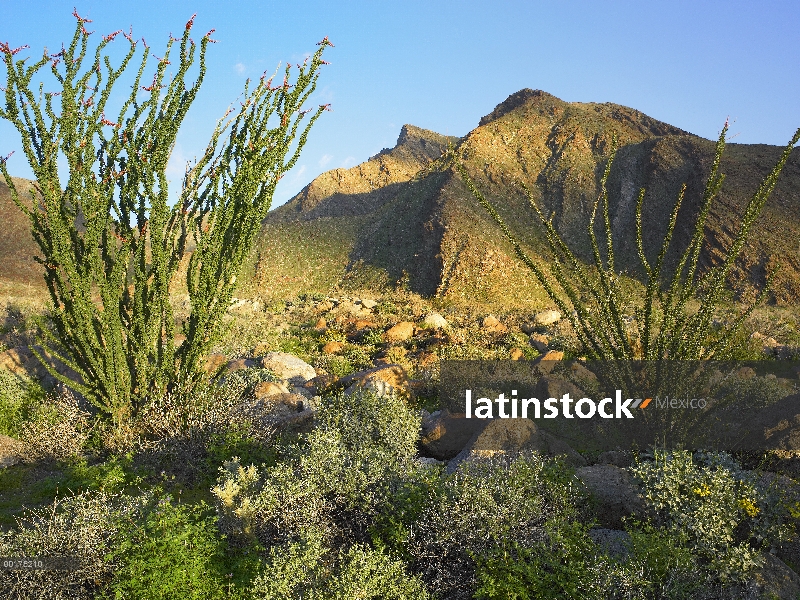 Ocotillo (Fouquieria splendens), Barranca de Palma Borrego, Anza-Borrego Desert State Park, Californ