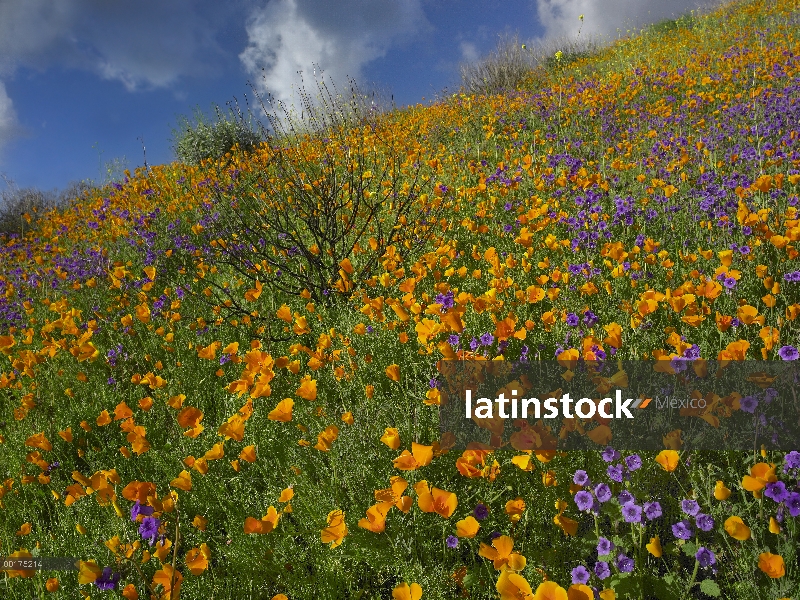 California Poppy (Eschscholzia californica) y desierto de campanillas (Mersensia sp) alfombras una c