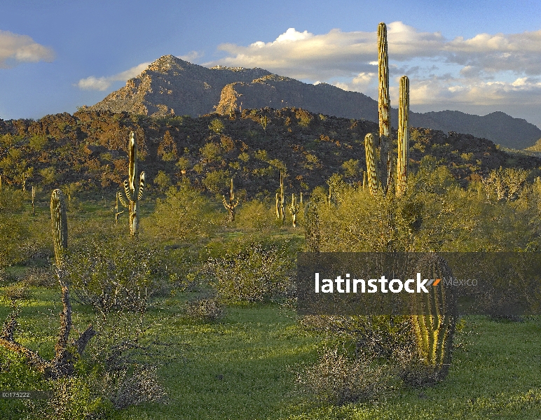 Sahuaro (Carnegiea gigantea) cactus, montañas de Picacho, Parque de estado máximo de Picacho, Arizon