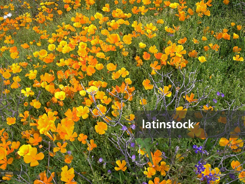 Campo de amapola de California (Eschscholzia californica)