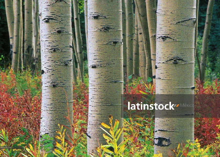 Quaking Aspen (Populus tremuloides) troncos, Colorado