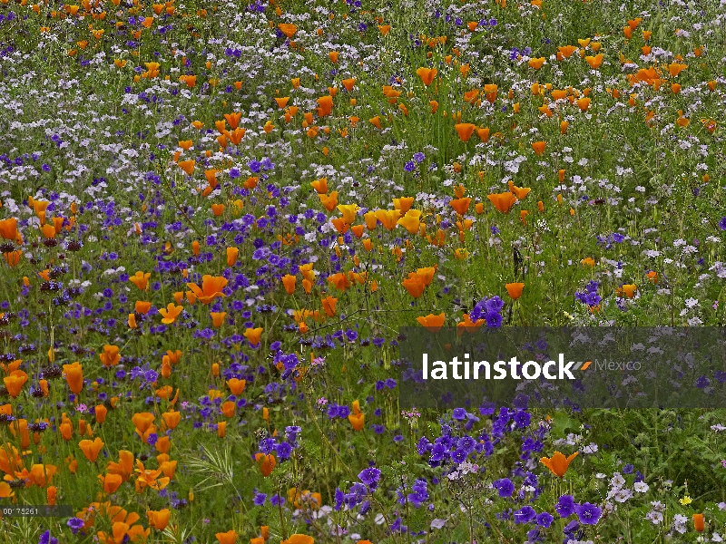 California Poppy (Eschscholzia californica) y desierto de campanillas (Mersensia sp) alfombras una c