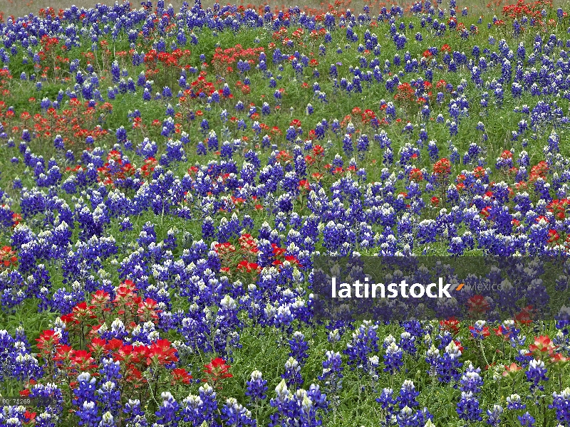 Indian Paintbrush (Castilleja Miltochrista) flores en floración, Hill Country, Texas y arena Bluebon