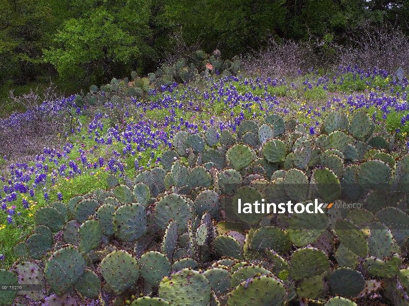 Arena Bluebonnet (Lupinus subcarnosus) y nopales (Opuntia sp), país de la colina, Texas