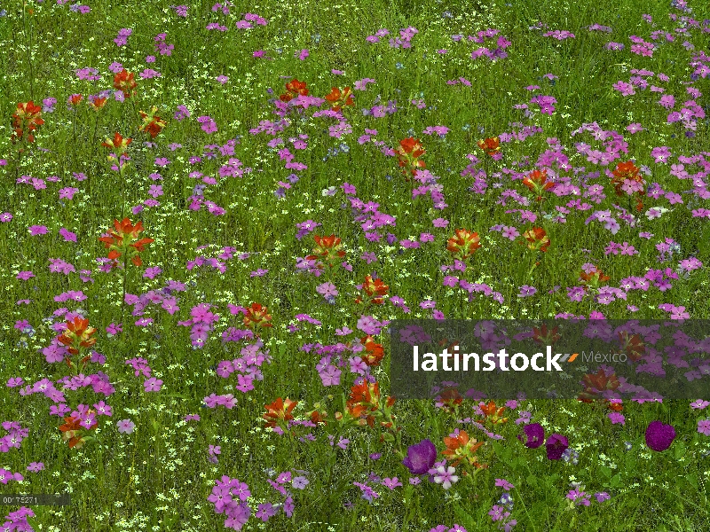 Señaló Flox (Phlox cuspidata) y pinceles de indio (Castilleja Miltochrista) en floración, Hill Count