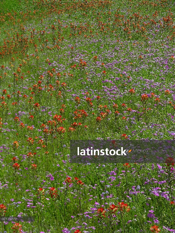 Señaló Flox (Phlox cuspidata) y pinceles de indio (Castilleja Miltochrista) en floración, Hill Count