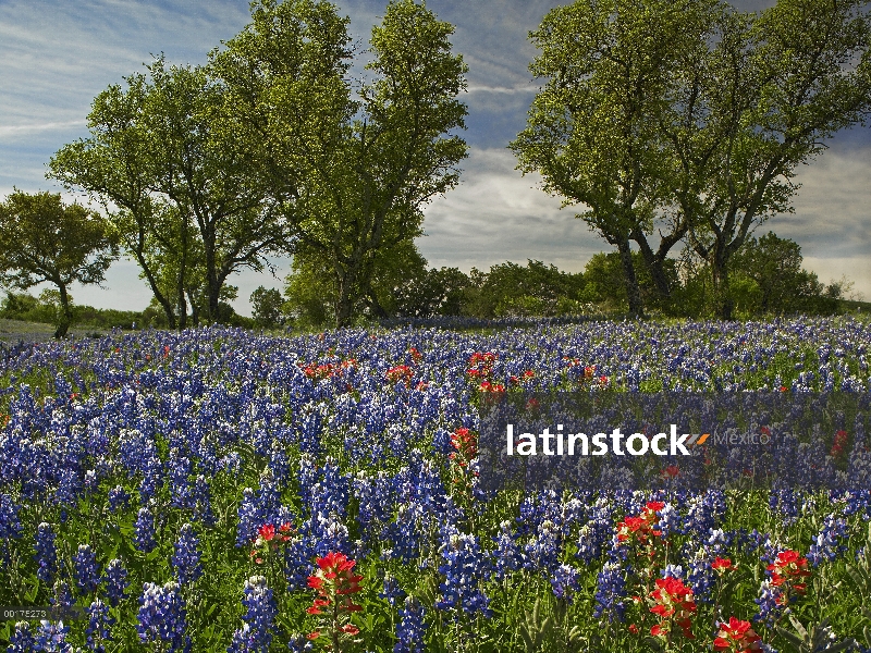 Indian Paintbrush (Castilleja Miltochrista) flores en floración, Hill Country, Texas y arena Bluebon