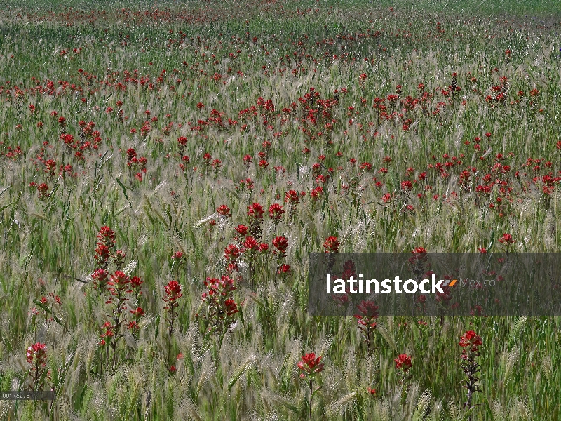 Pincel (Castilleja sp) y bulbo de cebada (Hordeum murinum), país de la colina, Texas