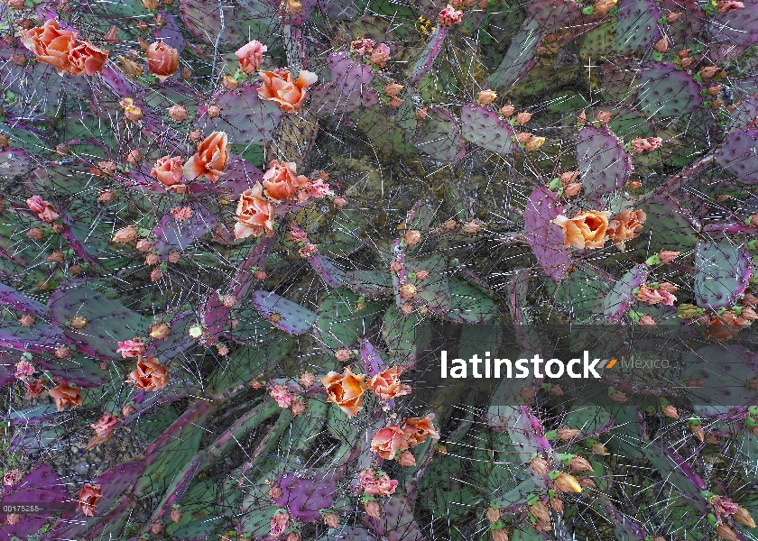 Flor de Opuntia (Opuntia sp), América del norte