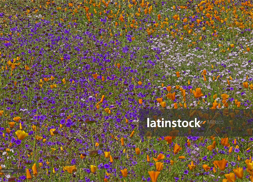 California Poppy (Eschscholzia californica) y desierto de campanillas (Mersensia sp) alfombras una c