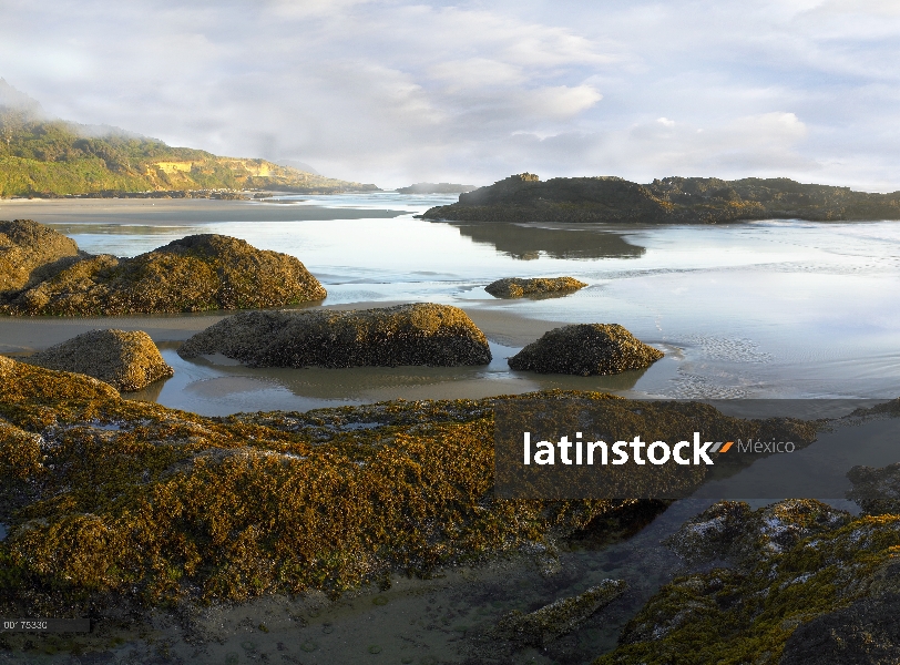 Rocas cubiertas de algas expuestas durante la marea baja, Neptune Beach, Oregon