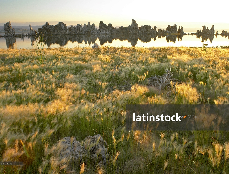 Squirreltail de cebada (Hordeum jubatum) y toba Torres recorta al amanecer, lago Mono, California