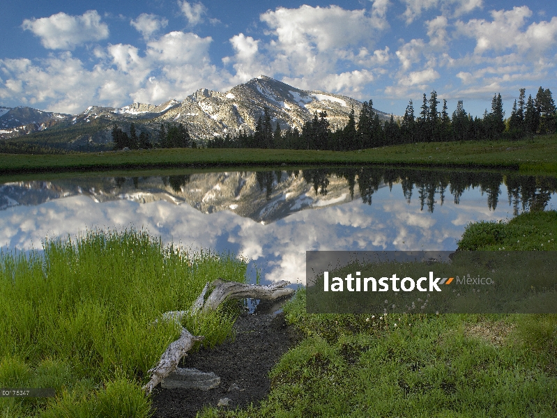 Pico de mamut y nubes dispersas reflejan piscina, superior Dana Meadow, Parque Nacional de Yosemite,