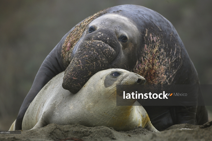 Sello de elefante norteño (angustirostris de Mirounga) pareja de apareamiento, Ano Nuevo, California