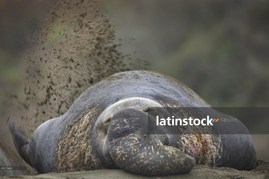 Macho de elefante marino (Mirounga angustirostris) norte sacudiendo arena en su parte posterior para