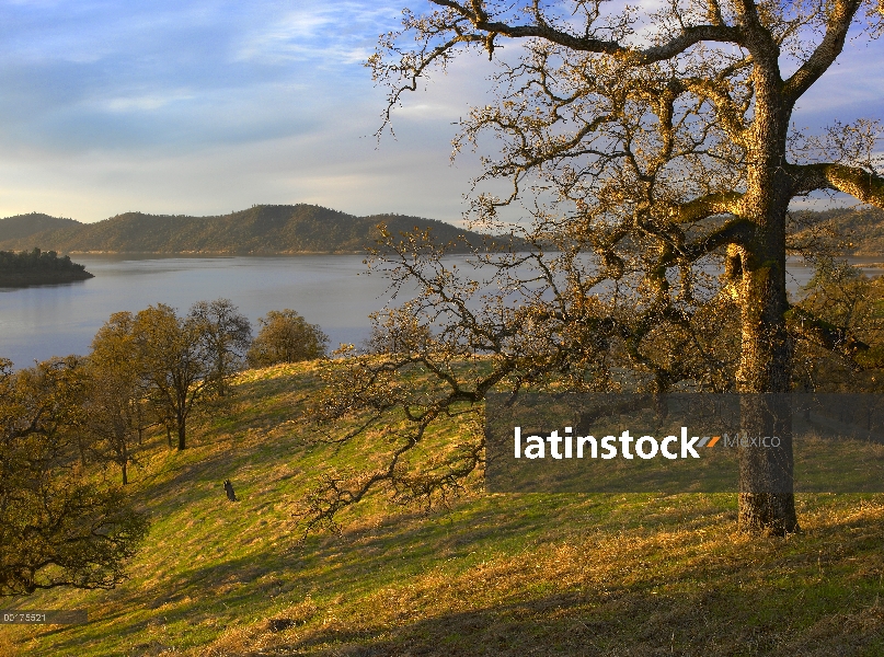 Lago de Melones nuevo rodeado de foothill bosques de robles, el embalse gestionado por proyecto de C