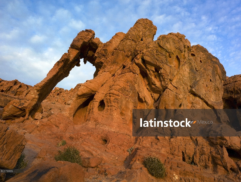 Roca elefante, una formación de arenisca única, Valle de fuego State Park, Nevada