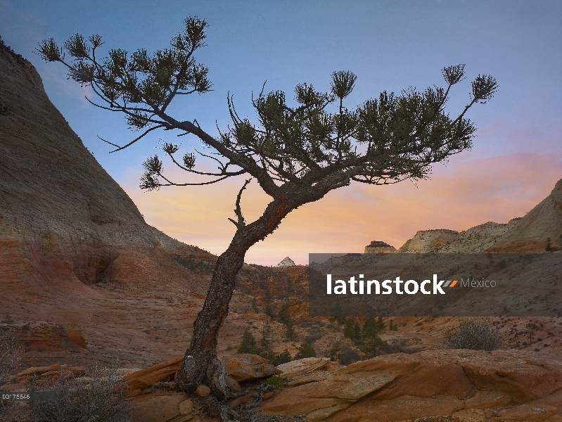 Pino solitario con este y el oeste de templos en el fondo, Parque Nacional de Zion, Utah