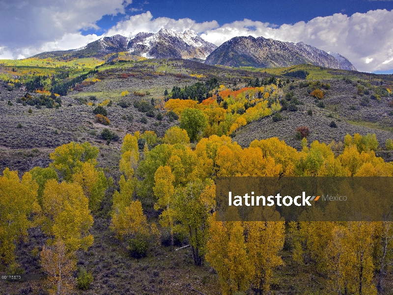 Colores de otoño en la montaña de la silla, Colorado