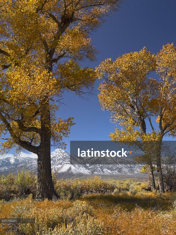 Álamo (Populus sp) con la gama de Carson en el fondo, Nevada