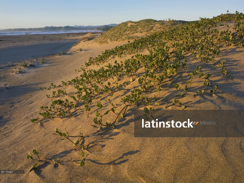 Playa de Morro Strand State Beach, California