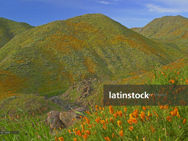 Temescal Canyon y amapolas, California