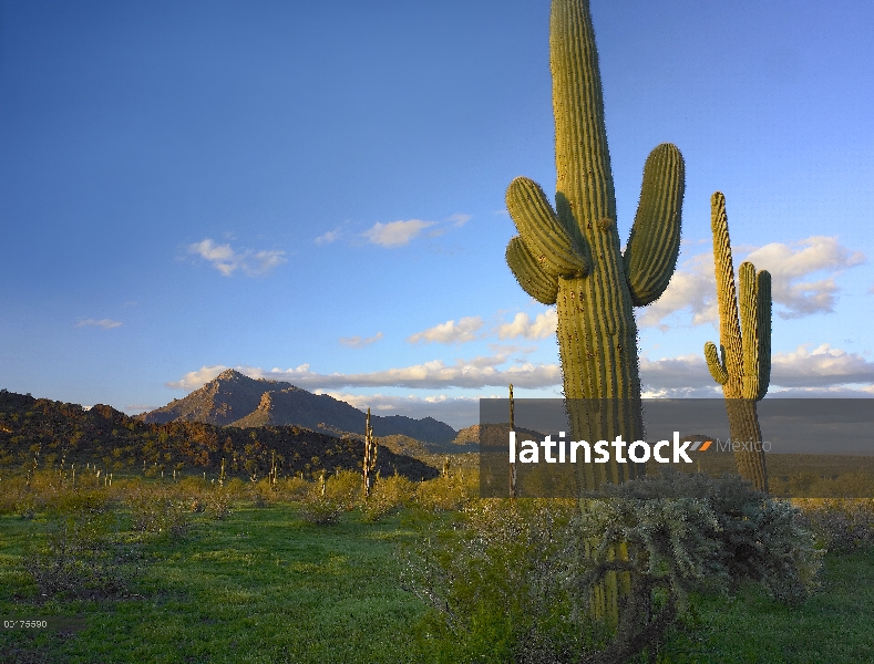 Sahuaro (Carnegiea gigantea) y oso de peluche Cholla (Cylindropuntia bigelovii) frente a las montaña