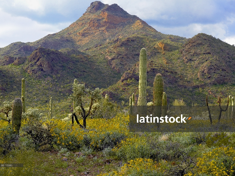 Sahuaro (Carnegiea gigantea) y osito de peluche Cholla (Cylindropuntia bigelovii) en medio de florac