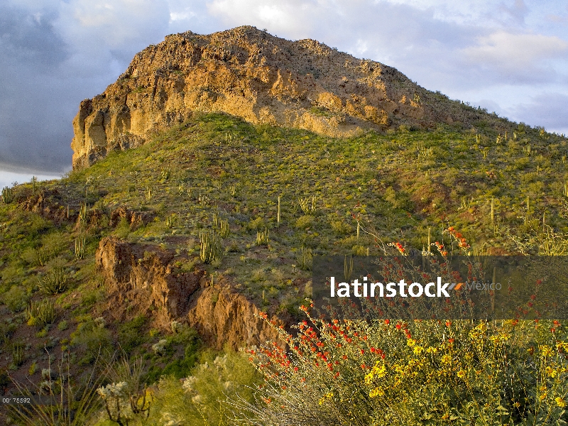 Flores silvestres y cactus, órgano de la pipa Cactus monumento nacional, Arizona