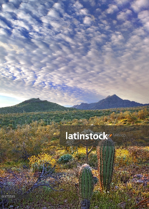 Sahuaro (Carnegiea gigantea) y osito de peluche Cholla (Cylindropuntia bigelovii) en medio de florac