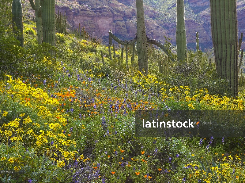 Sahuaro (Carnegiea gigantea) en medio de floración Lupine, California incienso (Encelia californica)