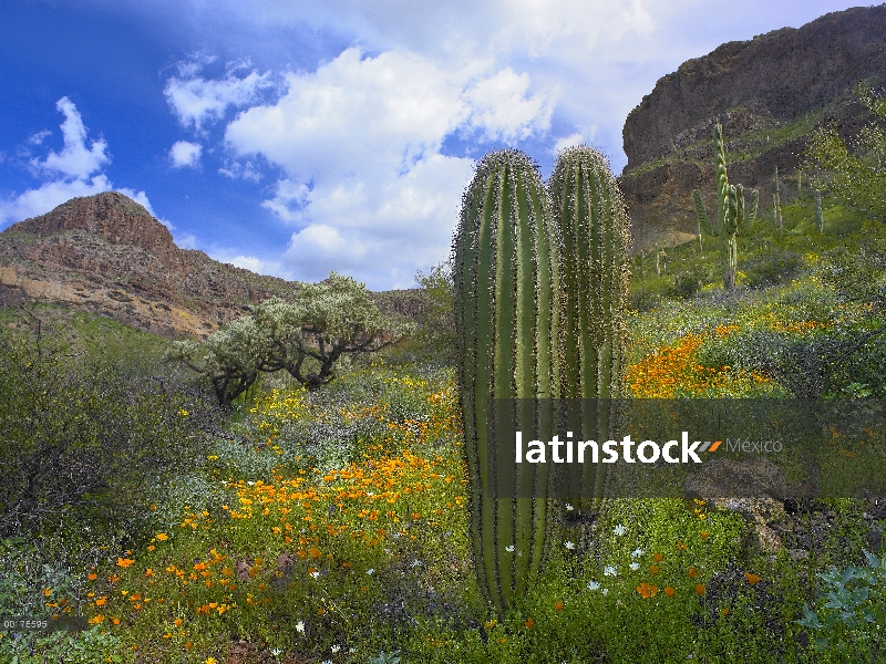 Sahuaro (Carnegiea gigantea) en medio de floración Lupine, California incienso (Encelia californica)