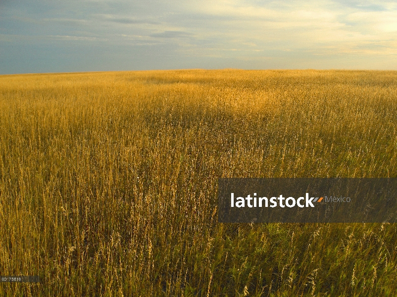 Superior pradera en el Parque Nacional Badlands, Dakota del sur