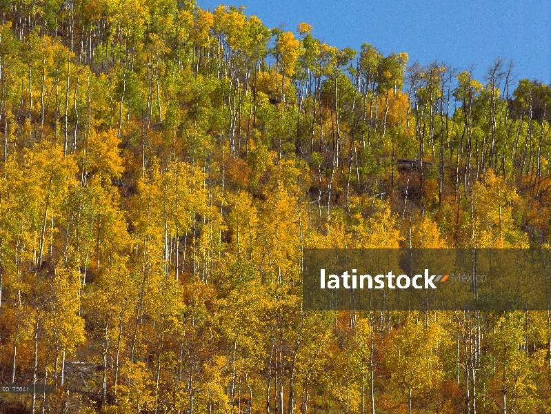 Bosque de Quaking Aspen (Populus tremuloides) en colores del otoño en Battle Mountain, Colorado