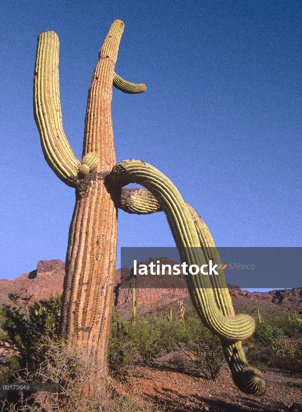 Sahuaro (Carnegiea gigantea) y montañas de Ajo, órgano Pipe Cactus National Monument, Arizona